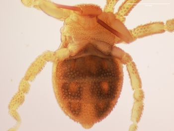 Media type: image;   Invertebrate Zoology 143922 Description: preserved specimen;